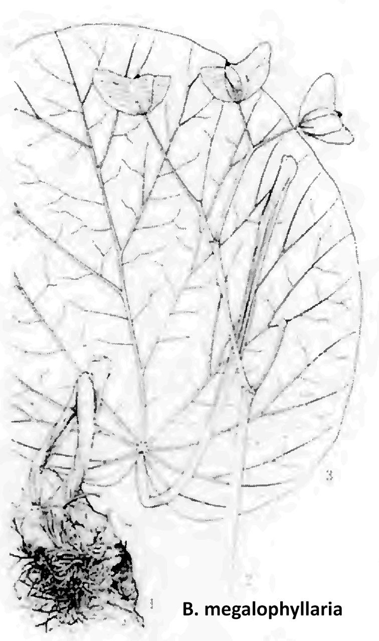 B. megalophyllaria